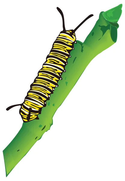 Monarch Rups Vlinder Insect Vector Illustratie Transparante Achtergrond — Stockvector