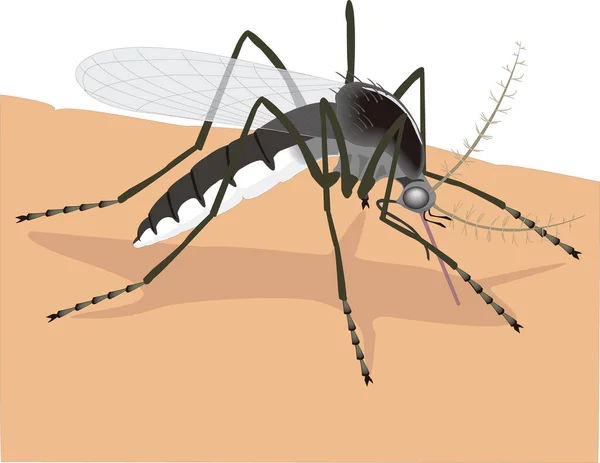 Κουνούπι Τρώει Έντομο Αίματος Διανυσματική Απεικόνιση Διαφανές Φόντο — Διανυσματικό Αρχείο