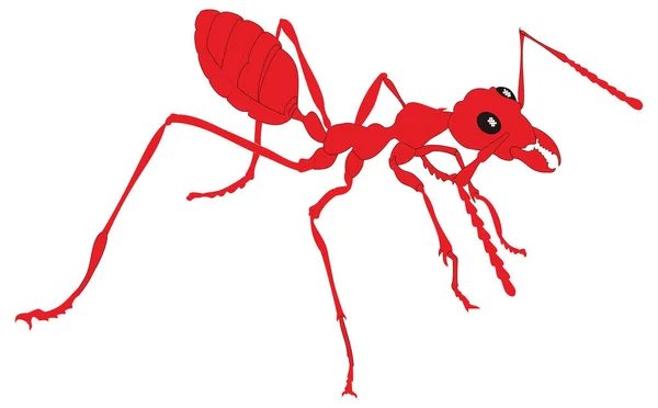 Rojo Hormiga Insecto Vector Ilustración Fondo Transparente — Archivo Imágenes Vectoriales