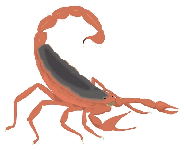 Rode Schorpioen Insect Vector Illustratie Transparante Achtergrond — Stockvector