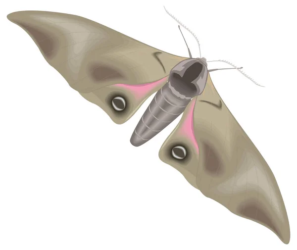 Sfinx Vlinder Vlindervector Illustratie Transparante Achtergrond — Stockvector