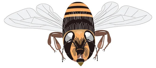 Amarillo Negro Abeja Insecto Vector Ilustración Fondo Transparente — Vector de stock