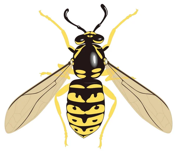 Yellow Jacket Bee Wasp Insect Vector Illustration Transparent Background — Stock Vector