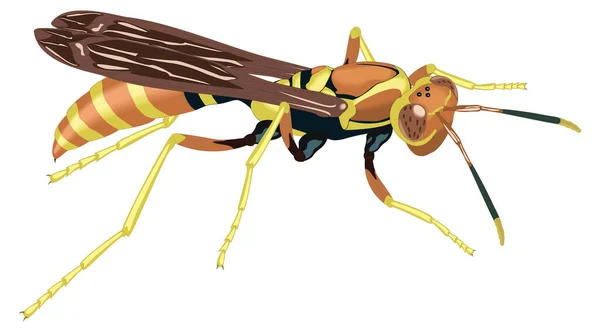 Gele Wesp Bij Insect Vector Illustratie Transparante Achtergrond — Stockvector