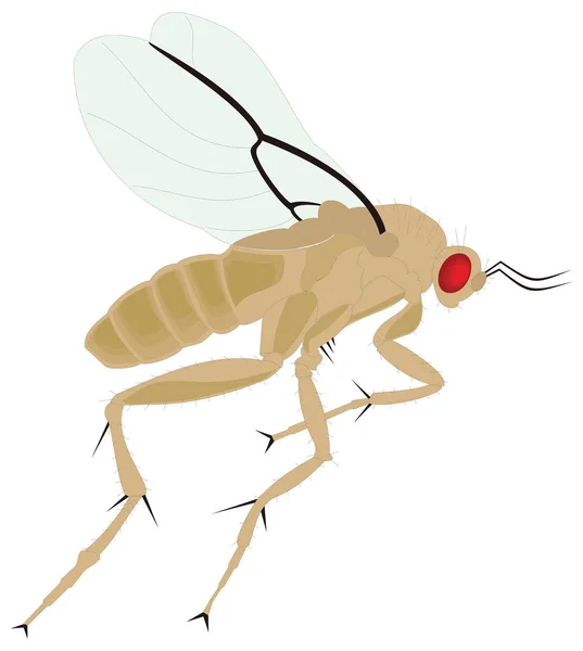 Jong Bruin Vliegen Vliegen Insect Vector Illustratie Transparant Achtergrond — Stockvector