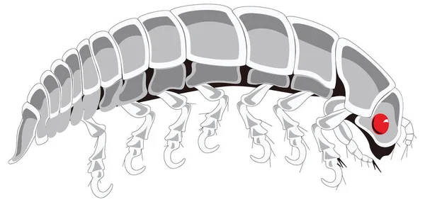 Mladý Gribble Hmyz Vektorové Ilustrace Transparentní Pozadí — Stockový vektor