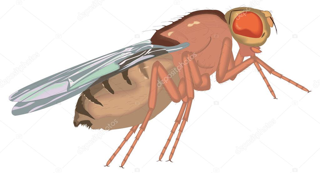 fruit fly stay insect vector illustration transparent background