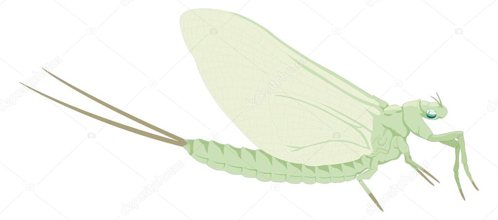 green mayfly insect vector illustration transparent background