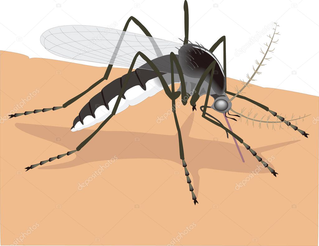 mosquito eating blood insect vector illustration transparent background
