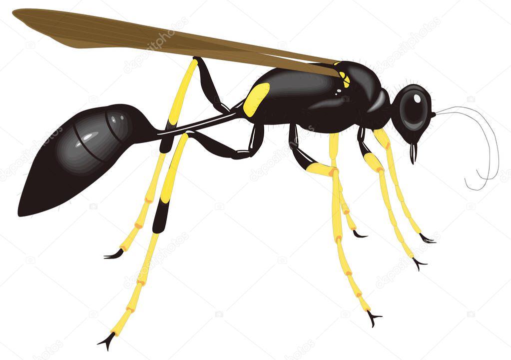 mud black yellow dauber bee insect vector illustration transparent background