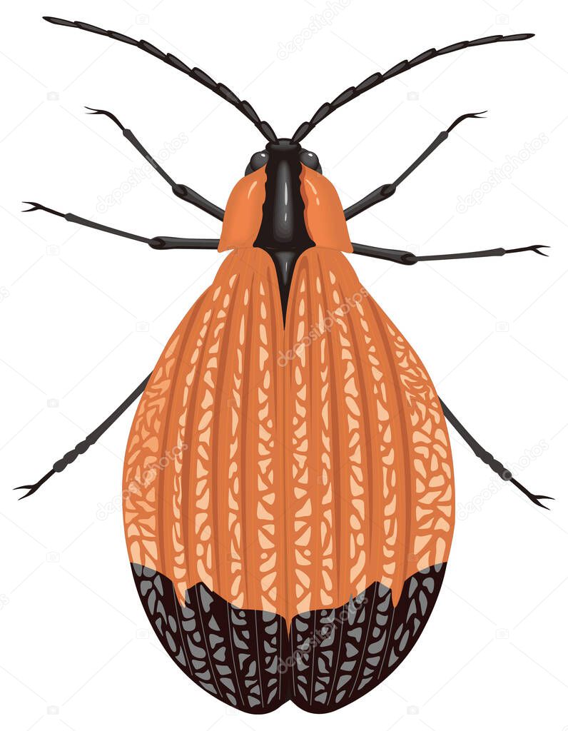 netwing beetle insect vector illustration transparent background