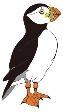 Atlantik martı kuş vektör illüstrasyonu şeffaf arkaplan