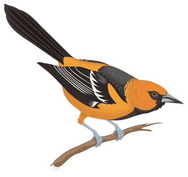 Baltimore Oriole kuş vektör illüstrasyonu şeffaf arkaplan