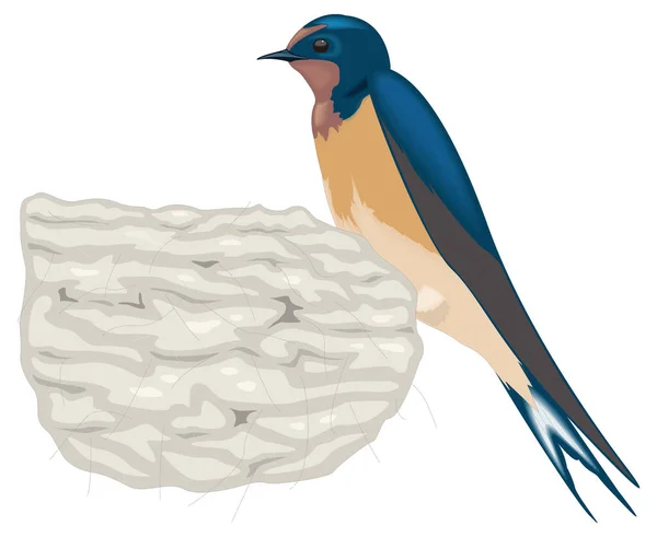 納屋は巣鳥のベクトル図を飲み込む透明な背景 — ストックベクタ