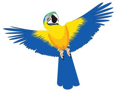 Mavi sarı papağan papağan sineği vektör çizimi şeffaf arkaplan