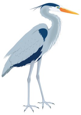 great blue heron stand bird vector illustration transparent background clipart