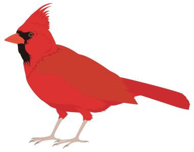 red cardinal bird vector illustration transparent background clipart