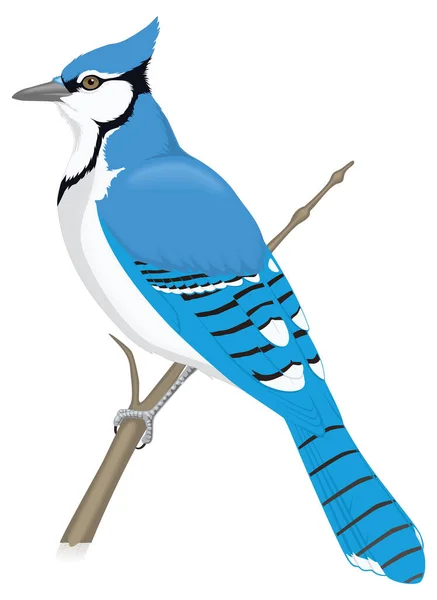 Синій Джей Стоїть Птах Векторні Ілюстрації Прозорий Фон — стоковий вектор