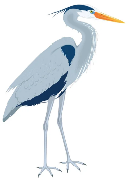 Velká Modrá Volavka Stojan Pták Vektor Ilustrace Transparentní Pozadí — Stockový vektor