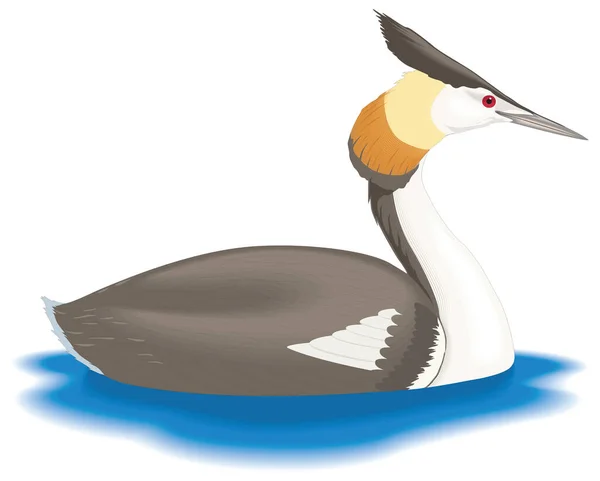 Stor Crested Grebe Fågel Vektor Illustration Transparent Bakgrund — Stock vektor