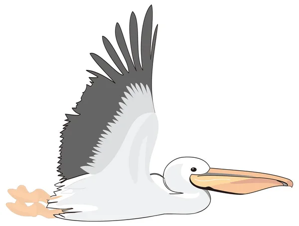 Große Weiße Pelikan Fliegen Vogel Vektor Abbildung Transparenten Hintergrund — Stockvektor