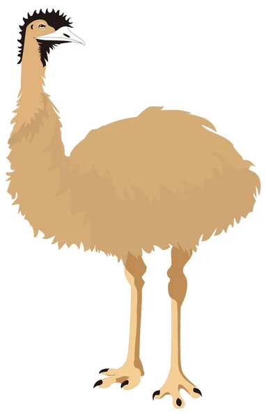 Mrzutý Emu Pták Vektorové Ilustrace Transparentní Pozadí — Stockový vektor