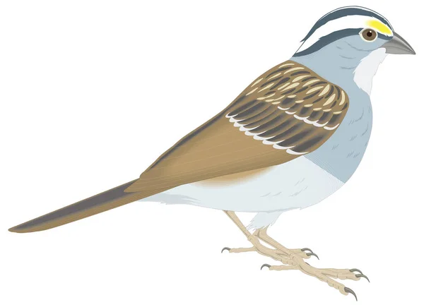 Casa Gorrión Pájaro Vector Ilustración Fondo Transparente — Vector de stock