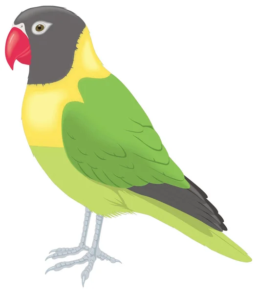 Lovebird Stand Pájaro Vector Ilustración Fondo Transparente — Vector de stock