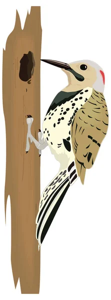 Noordelijke Flikkering Vogel Vector Illustratie Transparante Achtergrond — Stockvector