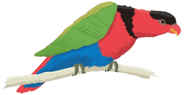 Arcobaleno Lory Lorikeet Uccello Vettore Illustrazione Trasparente Sfondo — Vettoriale Stock