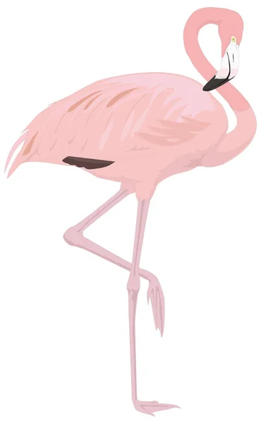 Vaaleanpunainen Flamingo Stand Lintu Vektori Kuvitus Läpinäkyvä Tausta — vektorikuva
