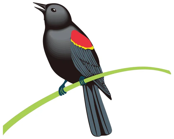 Червоне Крило Чорний Птах Векторна Ілюстрація Прозорого Фону — стоковий вектор