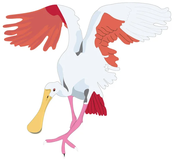 Roseate Spoonbill Ave Vector Ilustración Fondo Transparente — Vector de stock