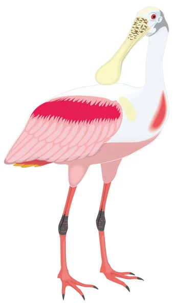 Rosa Löffler Stehen Vogel Vektor Illustration Transparent Hintergrund — Stockvektor