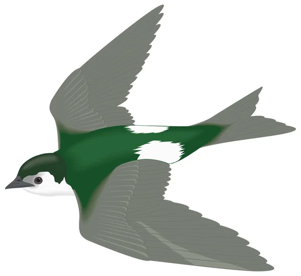 Violet Groen Slikken Vogel Vector Illustratie Transparant Achtergrond — Stockvector