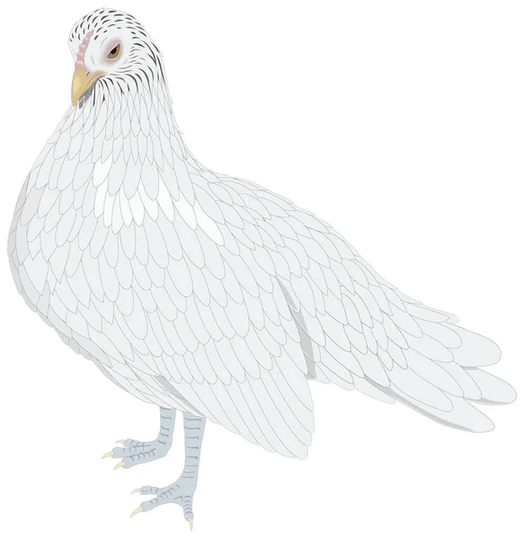 Witte Bantam Kip Vogel Vector Illustratie Transparante Achtergrond — Stockvector