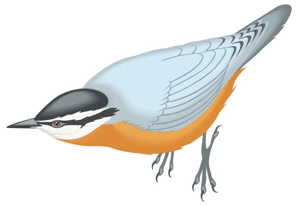 Vit Bröst Nuthatch Fågel Vektor Illustration Transparent Bakgrund — Stock vektor