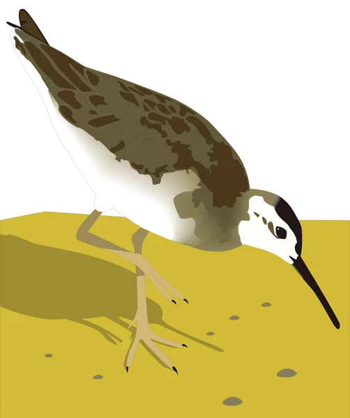 Wilson Plover Pássaro Vetor Ilustração Transparente Fundo — Vetor de Stock