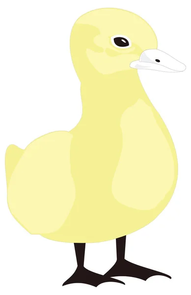 Amarillo Pequeño Bebé Pato Pollo Stand Pájaro Vector Ilustración Fondo — Vector de stock