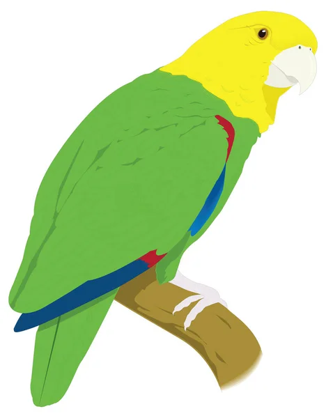 Молодий Зелений Жовтий Макаронний Папуга Векторні Ілюстрації Прозорого Фону — стоковий вектор
