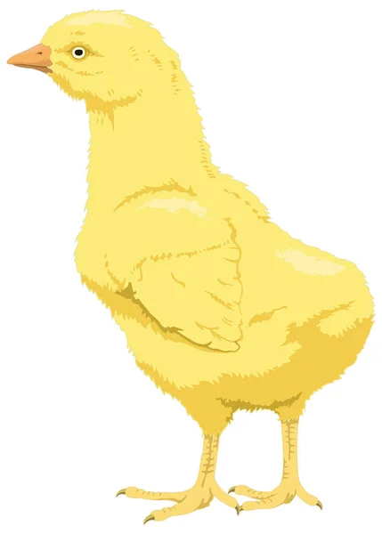 Jaune Petit Bébé Poulet Oiseau Vecteur Illustration Fond Transparent — Image vectorielle