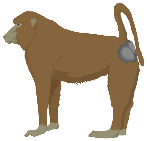 Pawian Małpa Zwierzę Wektor Ilustracja Przezroczyste Tło — Wektor stockowy