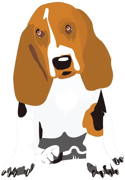 Basset Hund Djur Vektor Illustration Transparent Bakgrund — Stock vektor