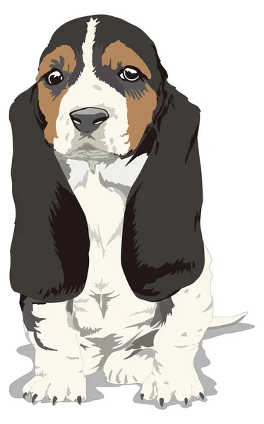 Basset Caccia Cucciolo Cane Animale Vettore Illustrazione Trasparente Sfondo — Vettoriale Stock