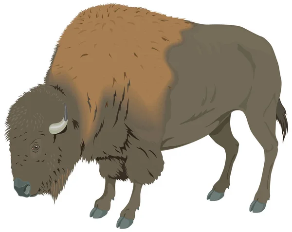 Grand Buffle Bison Animal Vecteur Illustration Fond Transparent — Image vectorielle