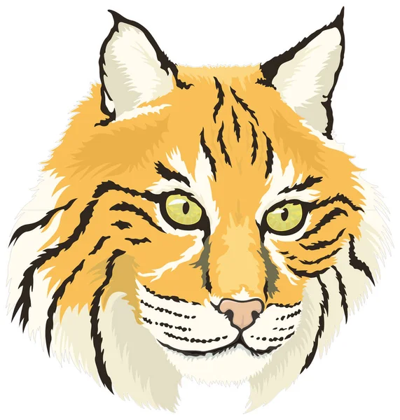 Bobcat Hoofd Dier Vector Illustratie Transparante Achtergrond — Stockvector