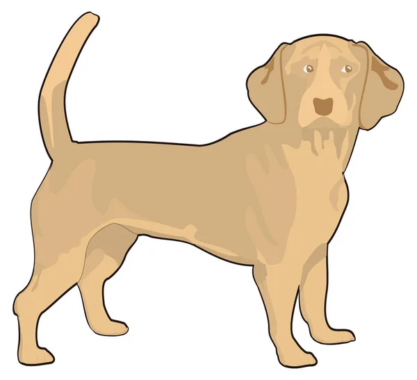 Brun Beagle Hund Djur Vektor Illustration Transparent Bakgrund — Stock vektor