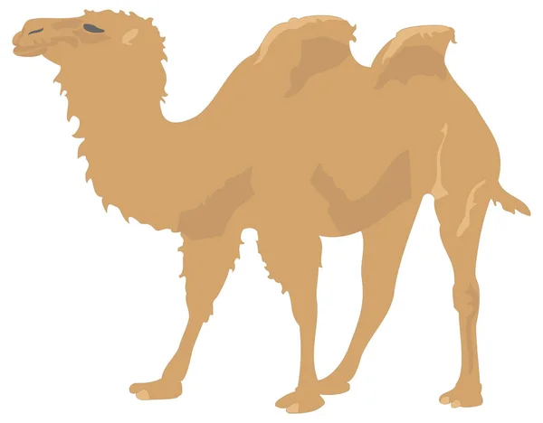 Brown Camel Walk Animal Vector Illustration Transparent Background — Stock Vector