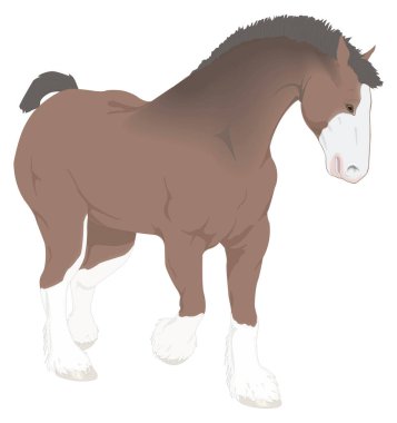 clydesdale at hayvan vektör illüstrasyonu şeffaf arkaplan