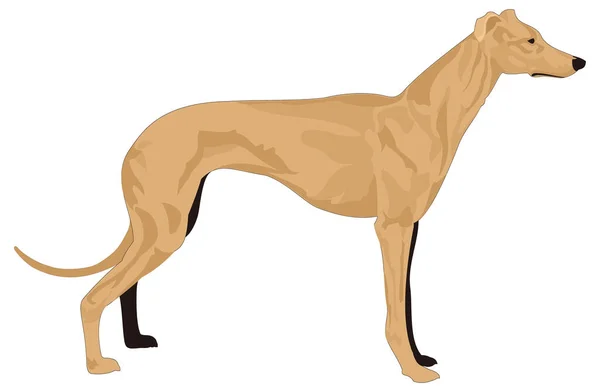 Marrón Corredor Galgo Perro Vector Animal Ilustración Fondo Transparente — Vector de stock